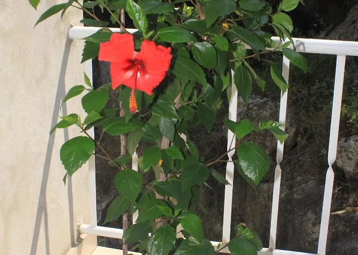 Guest house Apartments And Rooms By The Sea Lucica, Lastovo - 990 Lastovo